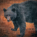 Black Bear Textured Typography