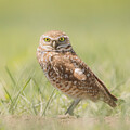 Burrowing Owl In South Dakota