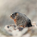 Serene Marmot on Rocky Terrain
